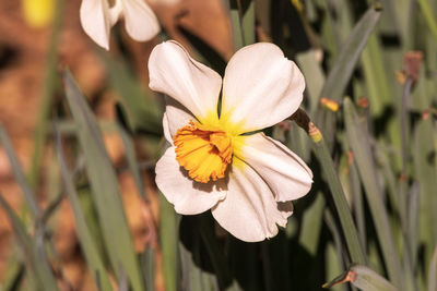 Close-up of white daffodil