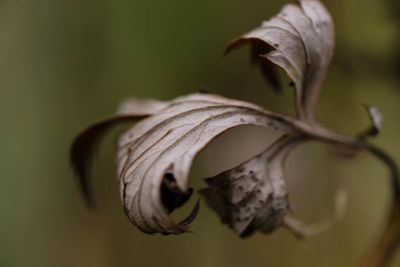 Close-up of wilted plant