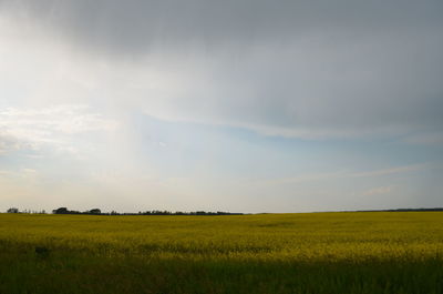 Scenic view of field against sky