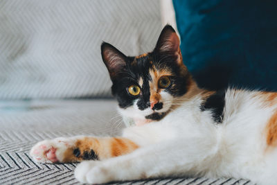 Portrait of cat relaxing at home