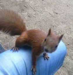 High angle view of cat