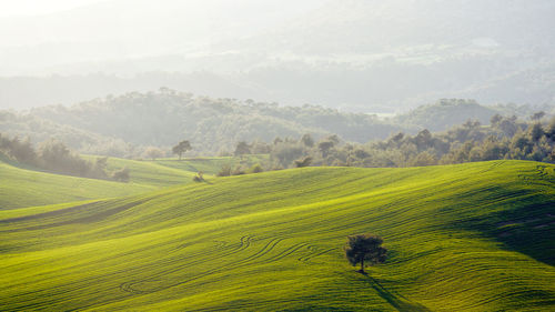 Scenic view of agricultural field
