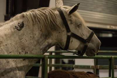 Close-up of horse in stable