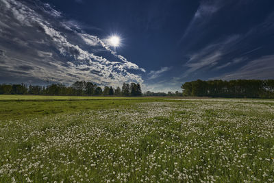 Scenic view of field against sky