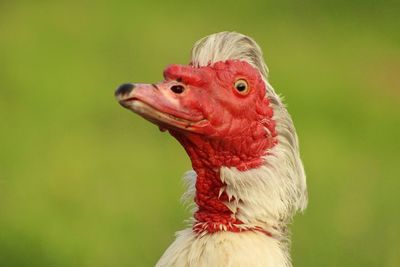 Close-up of rooster