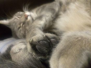 Close-up of cat sleeping