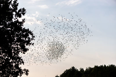 Low angle view of birds flying against sky