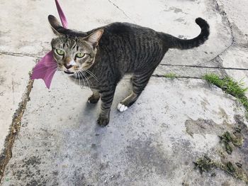 High angle view of tabby cat on footpath