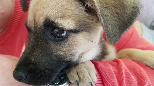 Close-up of dog looking away