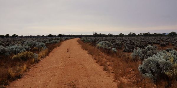 Dirt road amidst agricultural field against sky