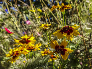 Close-up of yellow flowering plant