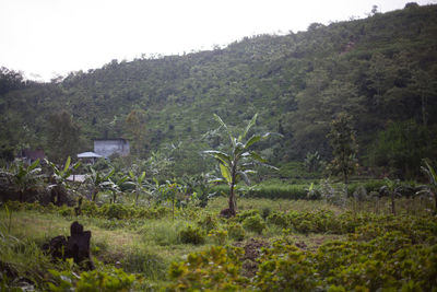 Scenic view of forest