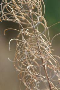 Close-up of dry plant
