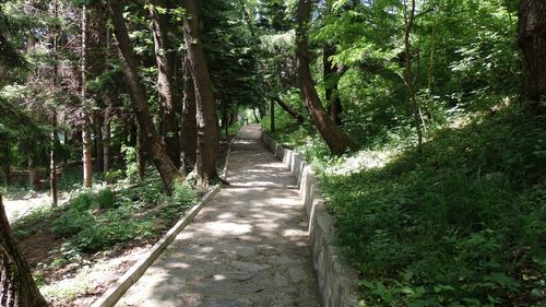 Footpath passing through forest