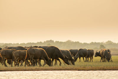 Horses in a field