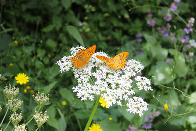 Close-up of butterfly pollinating on flower