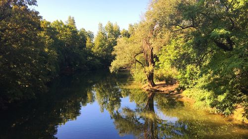 Reflection of trees in lake against sky in forest
