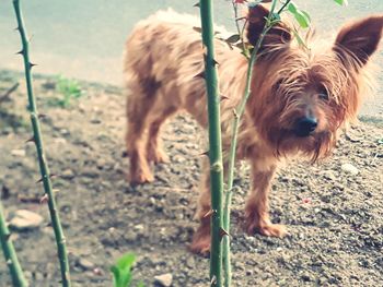 View of dog standing on field