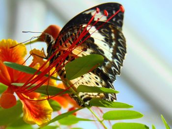 Close-up of butterfly perching on leaf