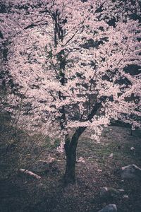 Shadow of person on cherry tree