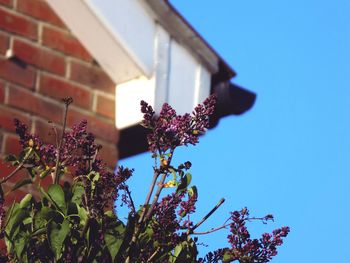 Low angle view of flower tree against sky