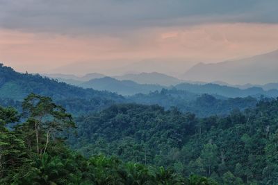 Tropical rainforest in south sulawesi, indonesia