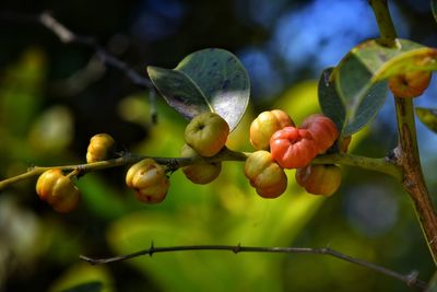 fruit