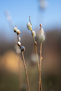 Close-up of flower buds growing outdoors