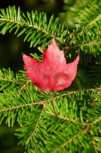 Close-up of red maple leaves on tree