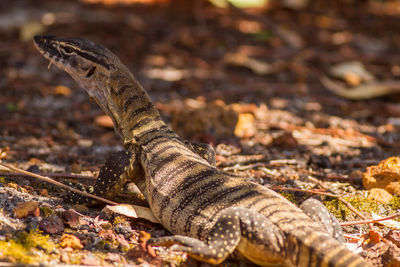 Close-up of lizard on land