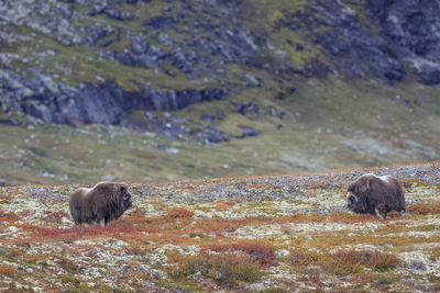 Animals on field