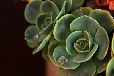 Close-up of succulent plant growing outdoors