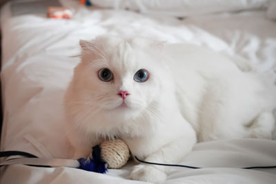 pet