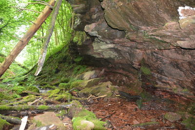 Moss growing on rocks in forest