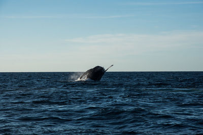 Humpback whale cavorting near islas marietas near bucerias bay, punta mita, mexico