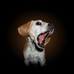 Close-up of a dog looking away