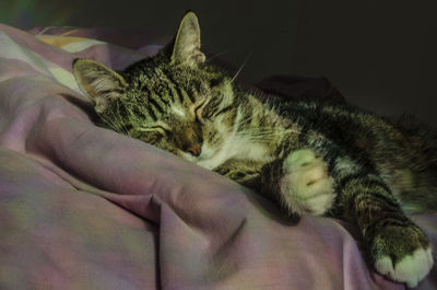 Close-up of cat lying on bed