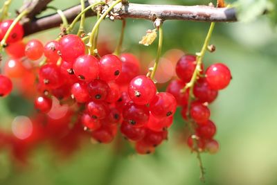 Close-up of berries growing on tree