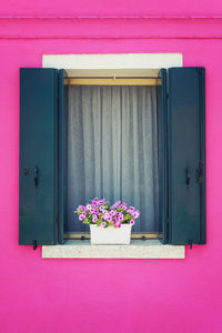 Close-up of pink flowers on window