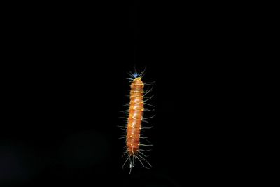 Close-up of insect over black background