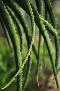 Close-up of plant