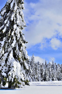 Pine trees on snow covered land against sky
