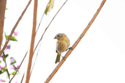 Bird perching on a branch