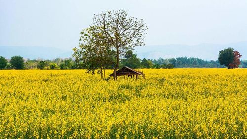 Yellow flowers growing in field