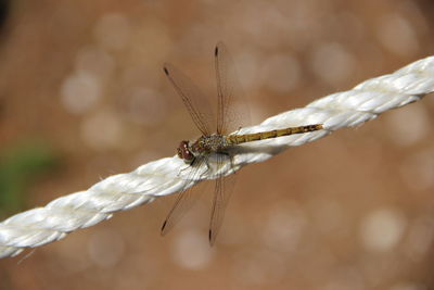 Close-up of dragonfly on twig