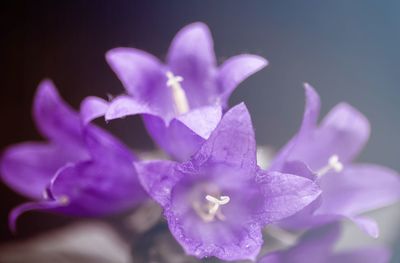 Close-up of purple flowers