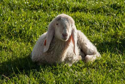 Close-up of sheep on grass