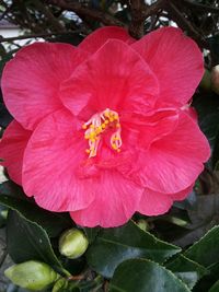 Close-up of red flower