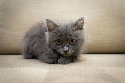 Close-up portrait of a kitten