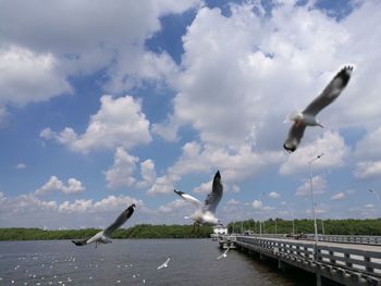 Birds flying over water against sky